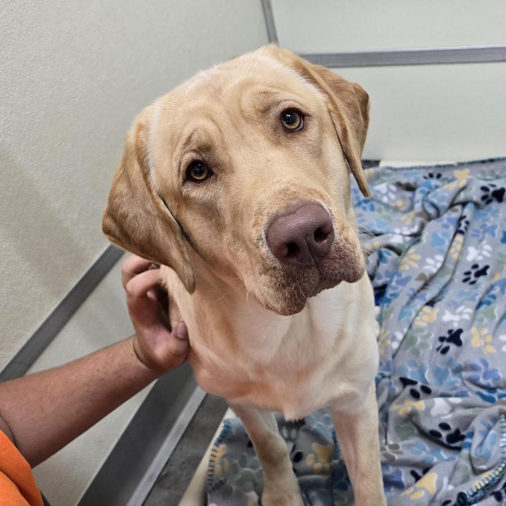 BUSTER YELLOW, Adoptable, Adult Male Yellow Labrador Retriever & Yellow Labrador Retriever.