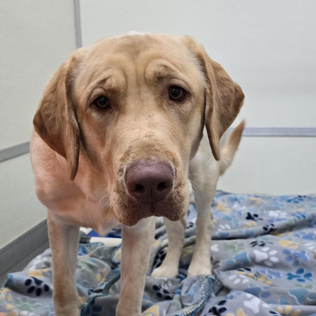 BUSTER YELLOW, a Adoptable mixed breed in Holton, KS image 2/2