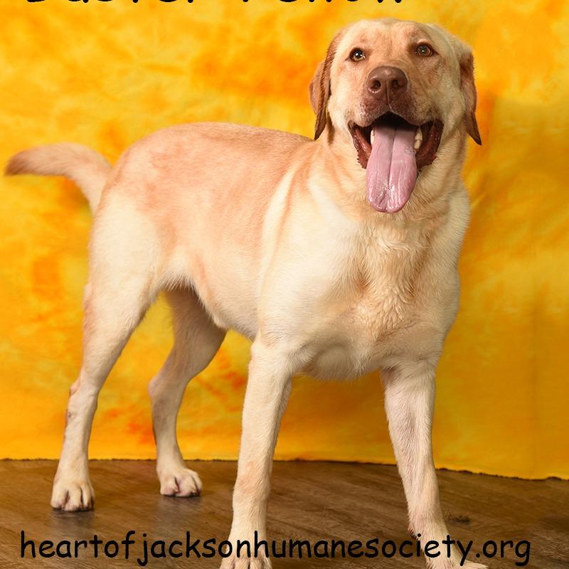 Enlarge BUSTER YELLOW, a Adoptable mixed breed in Holton, KS image 3/4