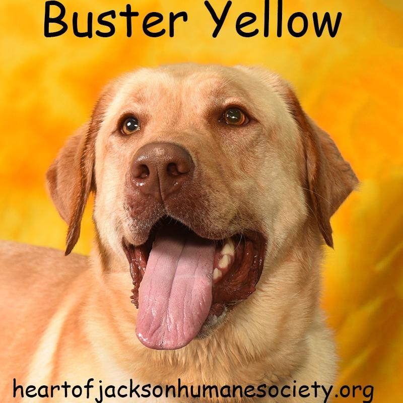 Enlarge BUSTER YELLOW, a Adoptable mixed breed in Holton, KS image 4/4