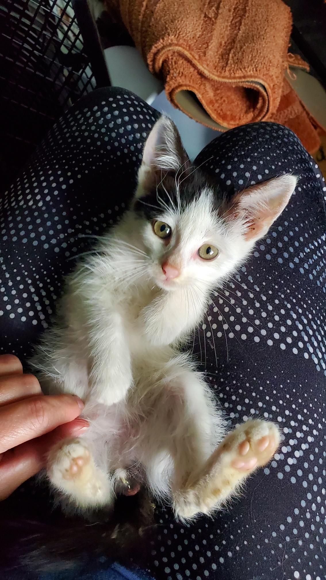 Rick, an adoptable Domestic Short Hair in Fertile, MN, 56540 | Photo Image 1