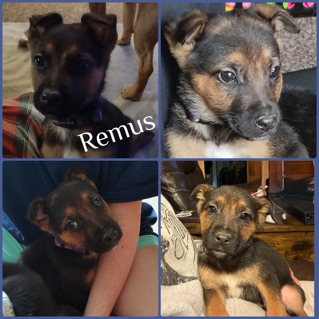 Remus, Adoptable, Puppy Male German Shepherd Dog.