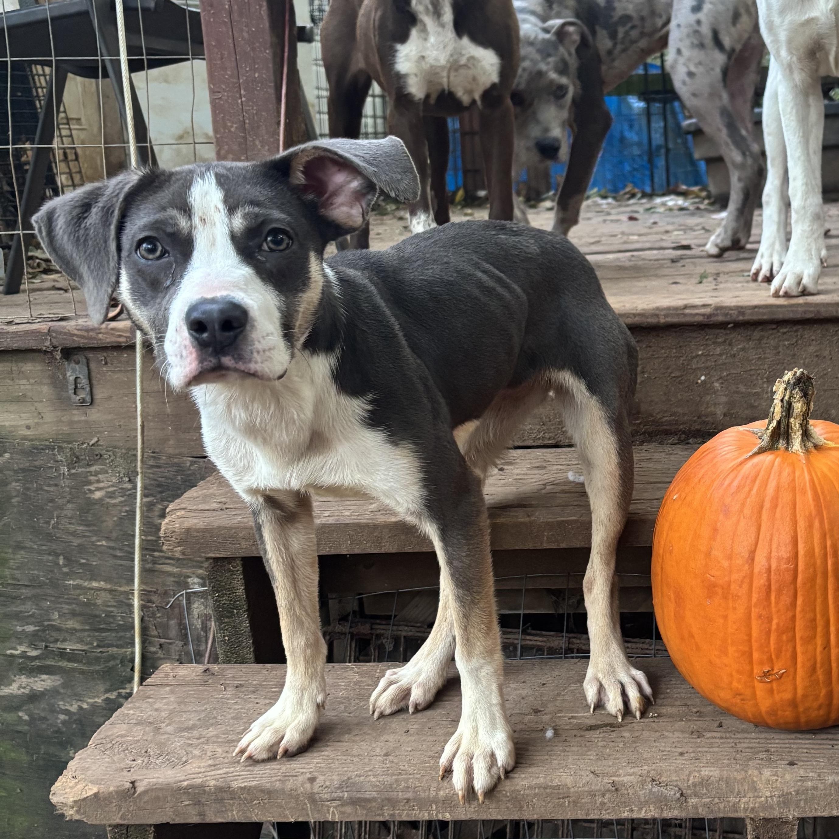 Enlarge Magic, an adopted mixed breed in Rogers, AR image 2/2