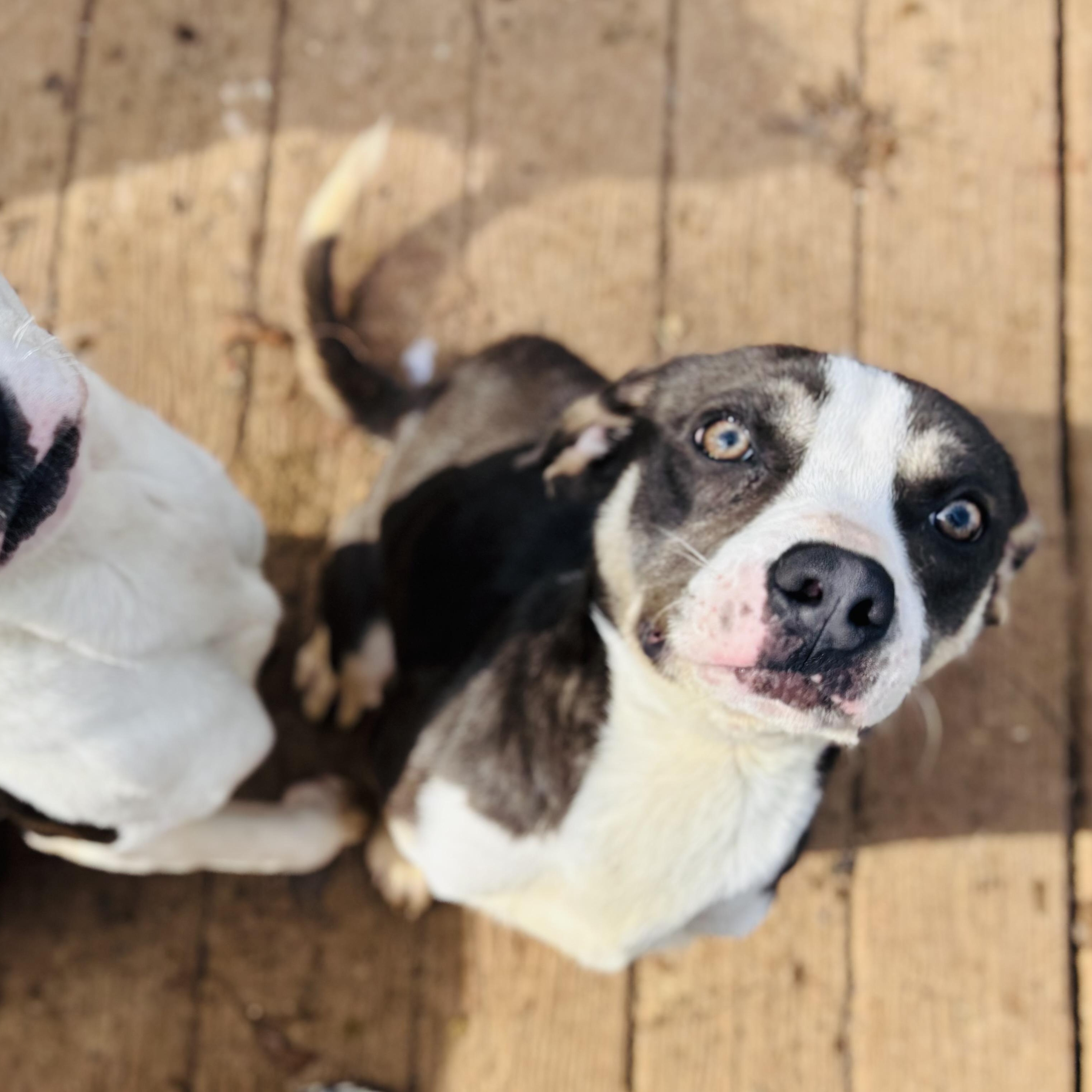 Enlarge Magic, an adopted mixed breed in Rogers, AR image 1/2