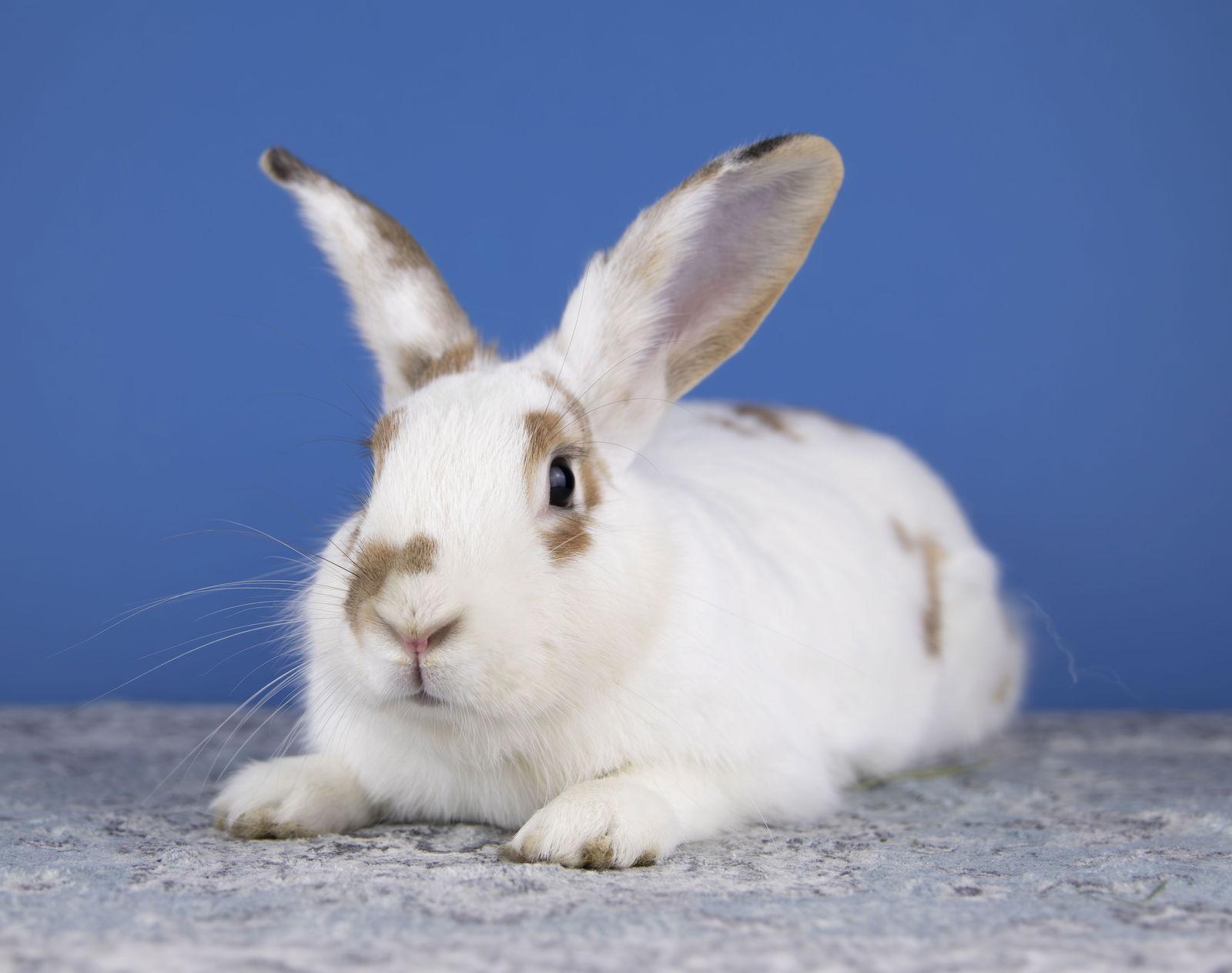 Arthur, Adoptable, Adult Male English Spot.