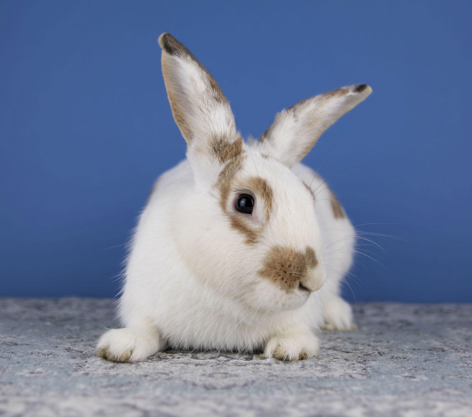 Enlarge Arthur, a Adoptable English Spot in Great Neck, NY image 2/6