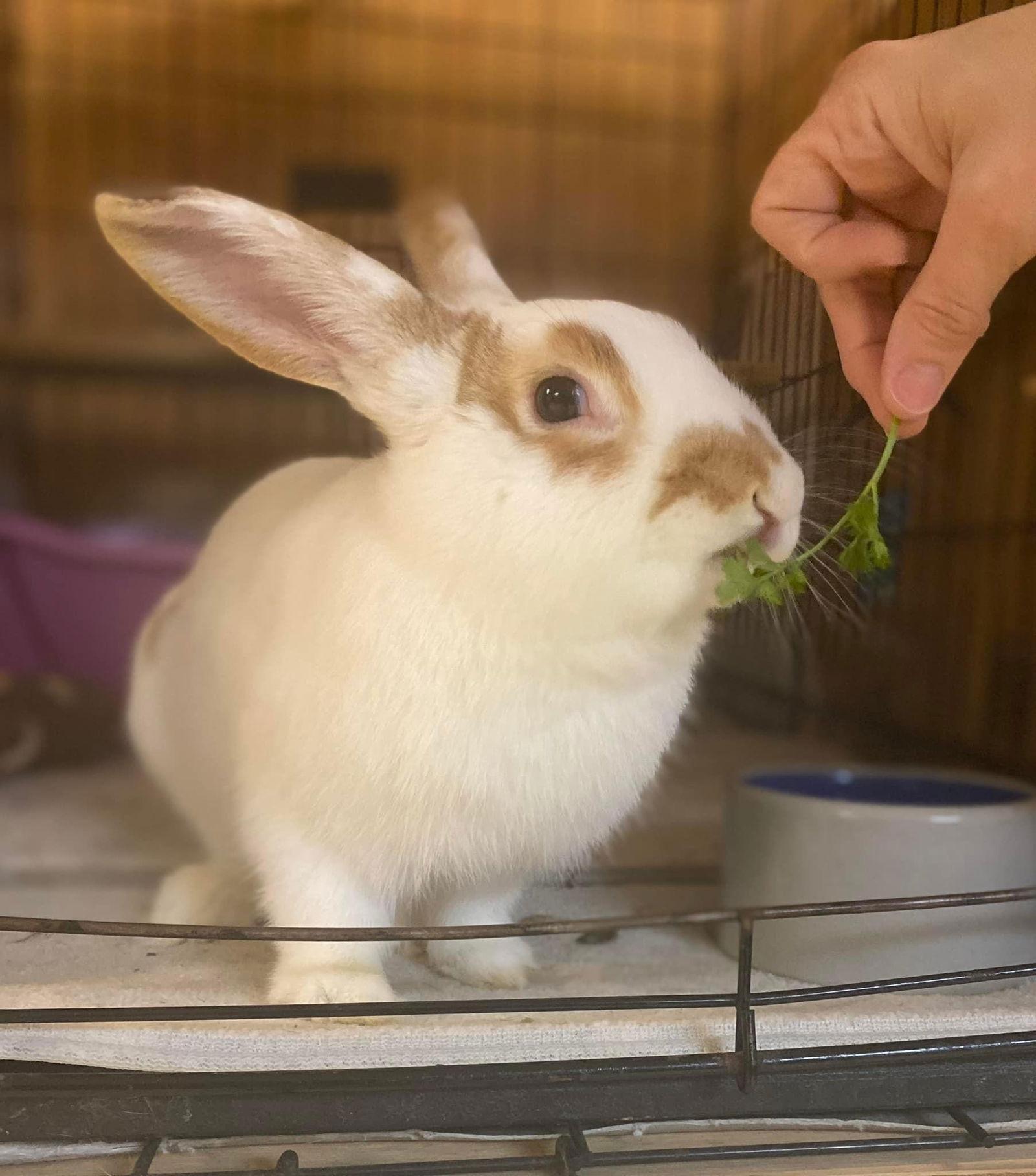 Enlarge Arthur, a Adoptable English Spot in Great Neck, NY image 3/6