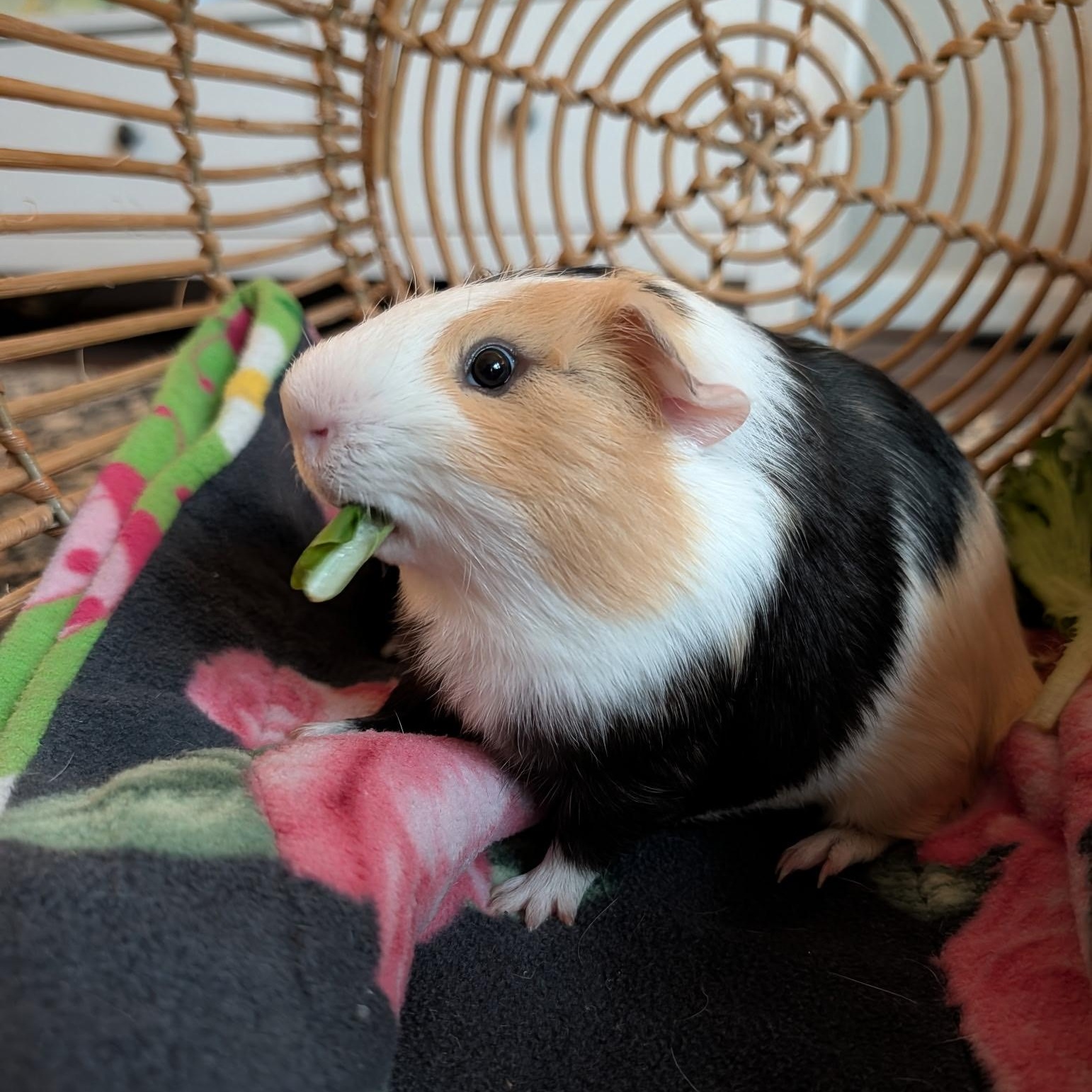 Enlarge Cheeto & Theo, a Adoptable Short-Haired in San Antonio, TX image 2/4