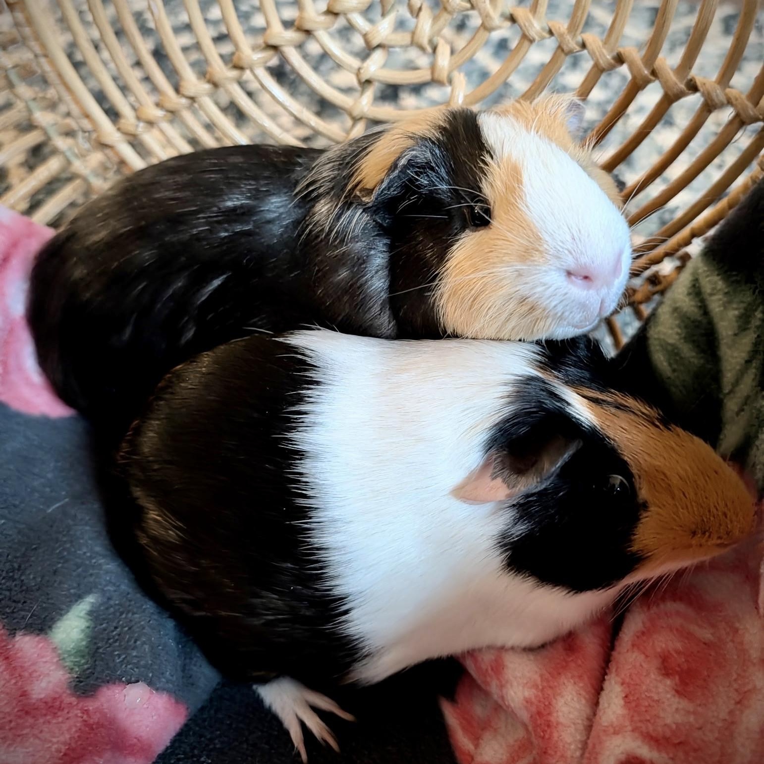 Cheeto & Theo, Adoptable, Young Male Short-Haired.