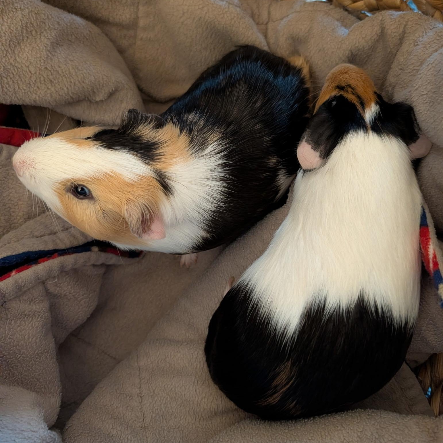 Enlarge Cheeto & Theo, a Adoptable Short-Haired in San Antonio, TX image 4/4