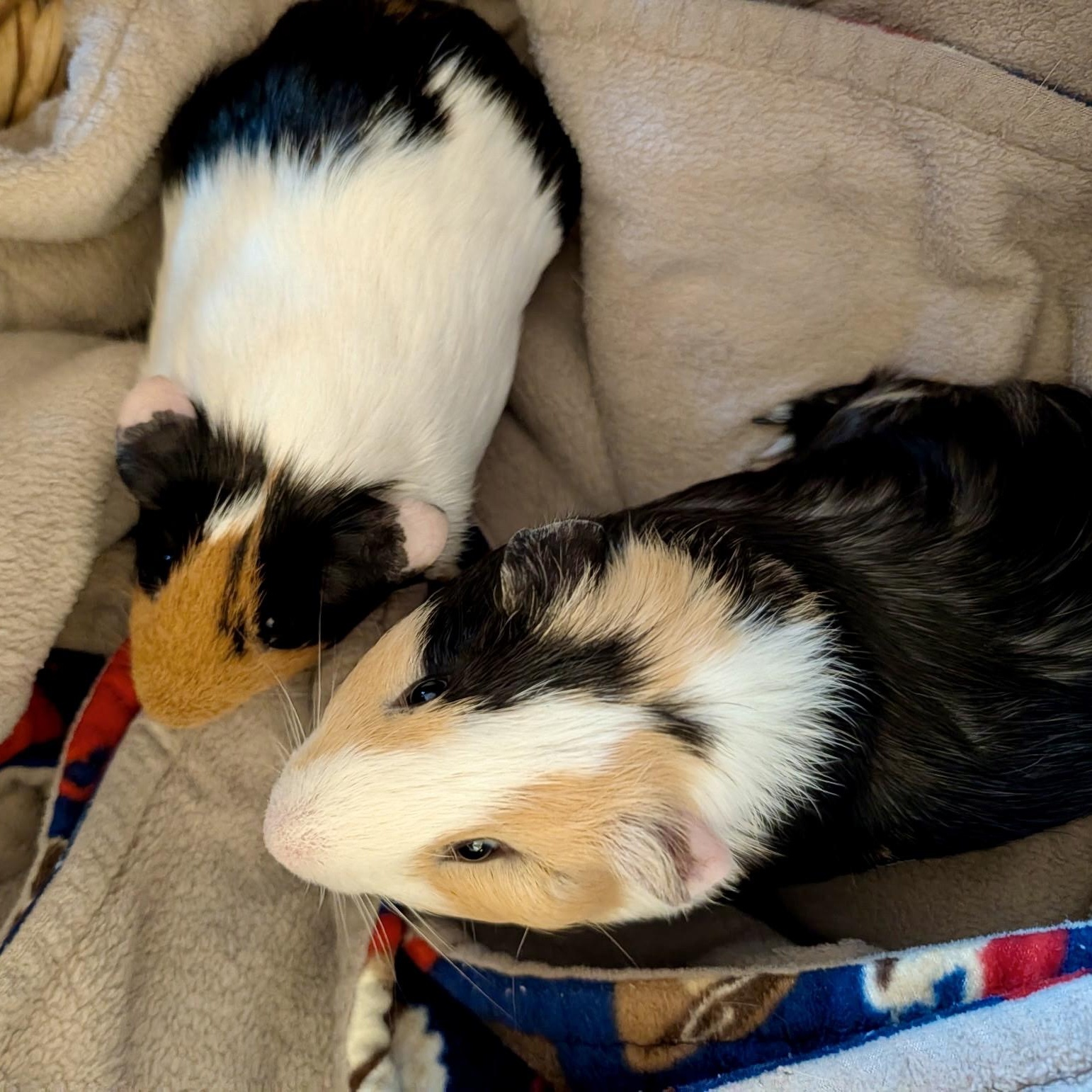 Enlarge Cheeto & Theo, a Adoptable Short-Haired in San Antonio, TX image 3/4