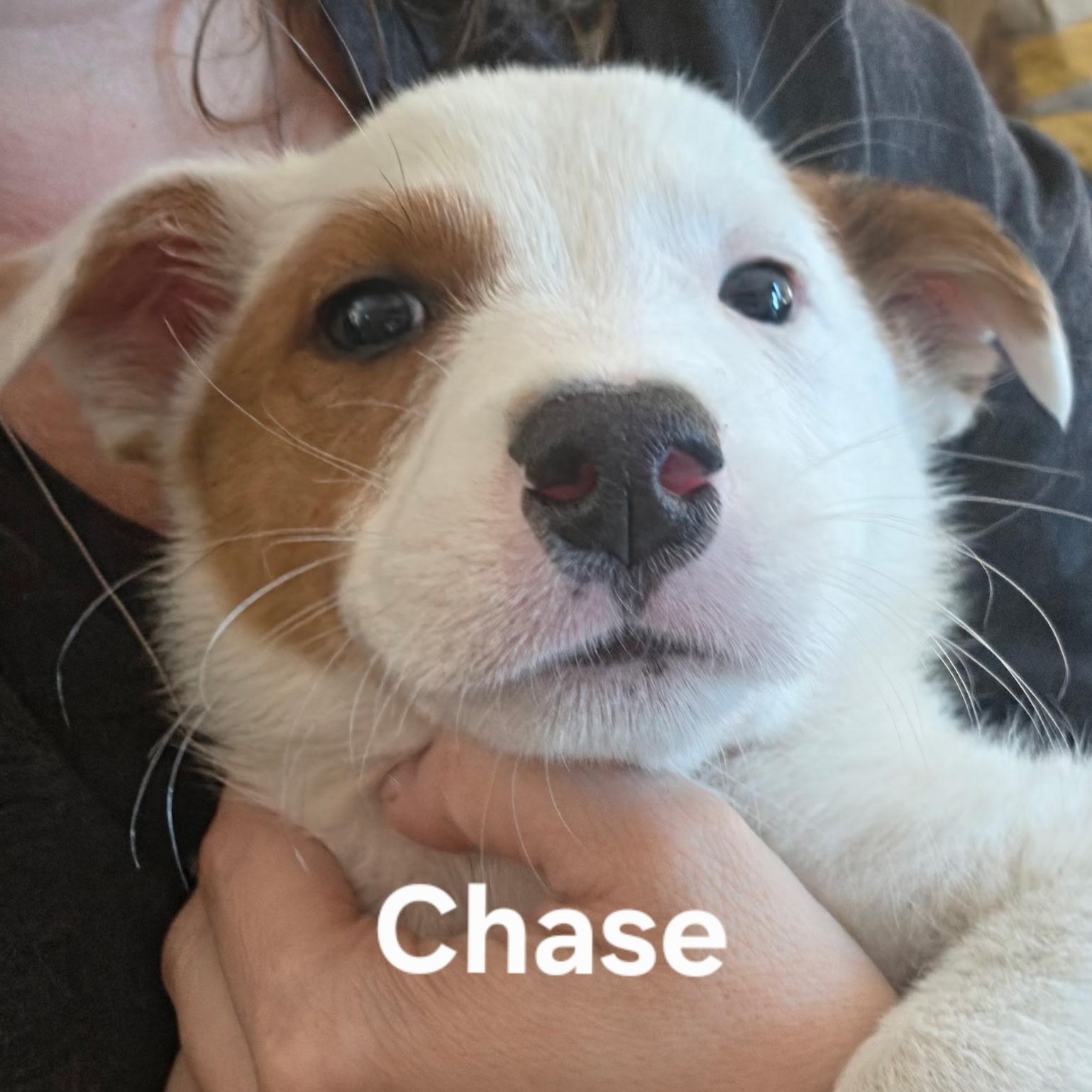 Enlarge Chase, a ADOPTABLE mixed breed in Brentwood, CA image 1/1
