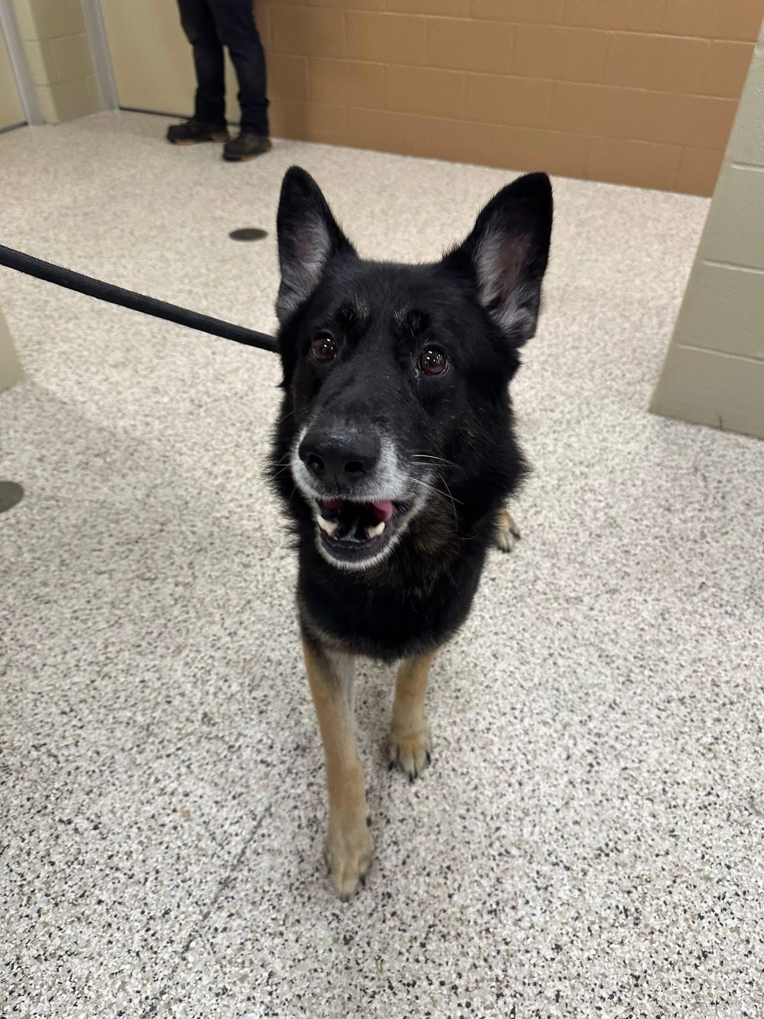 Enlarge Whitman, a Adopted mixed breed in Youngstown, OH image 1/4