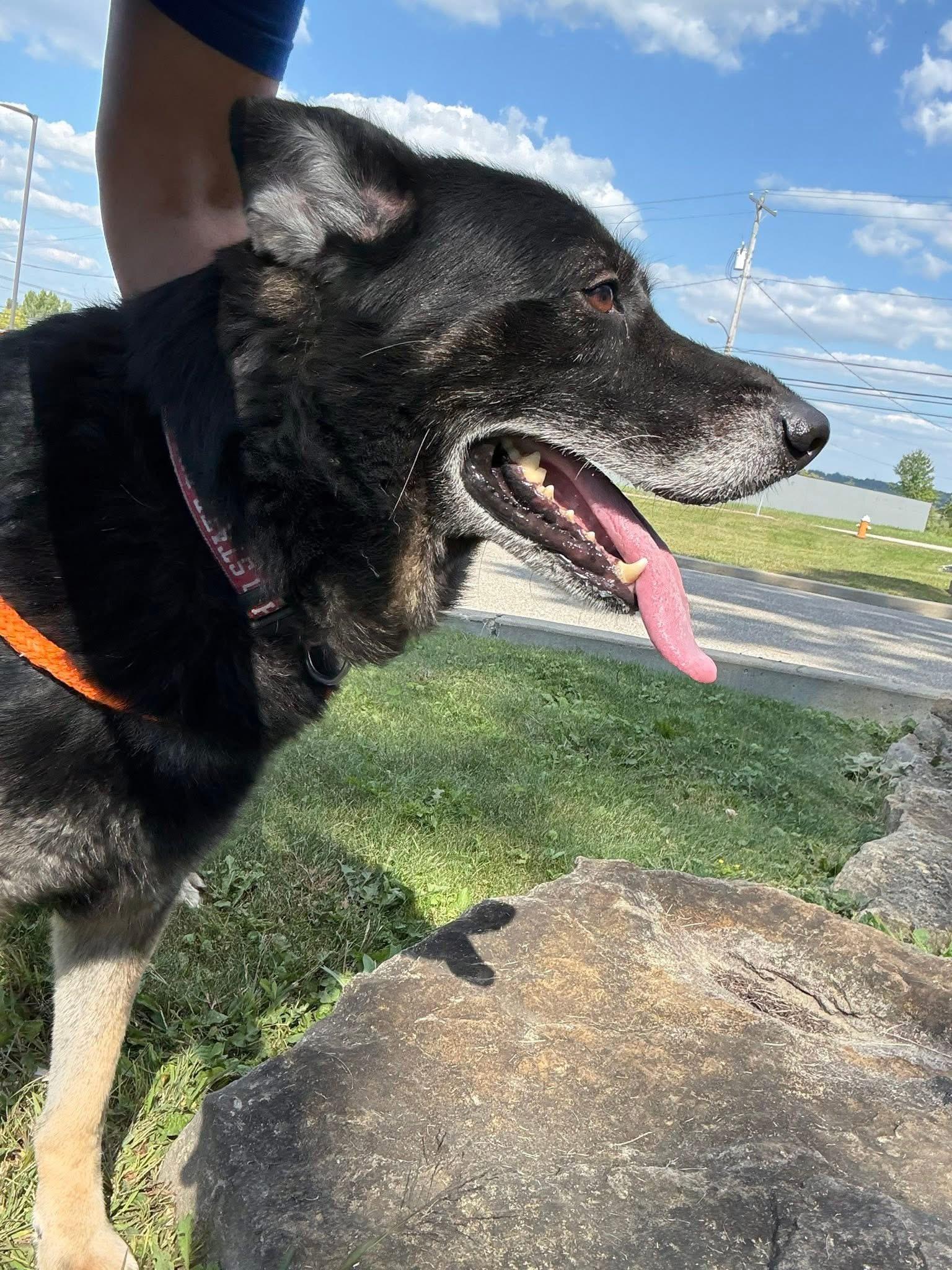 Enlarge Whitman, a Adopted mixed breed in Youngstown, OH image 3/4