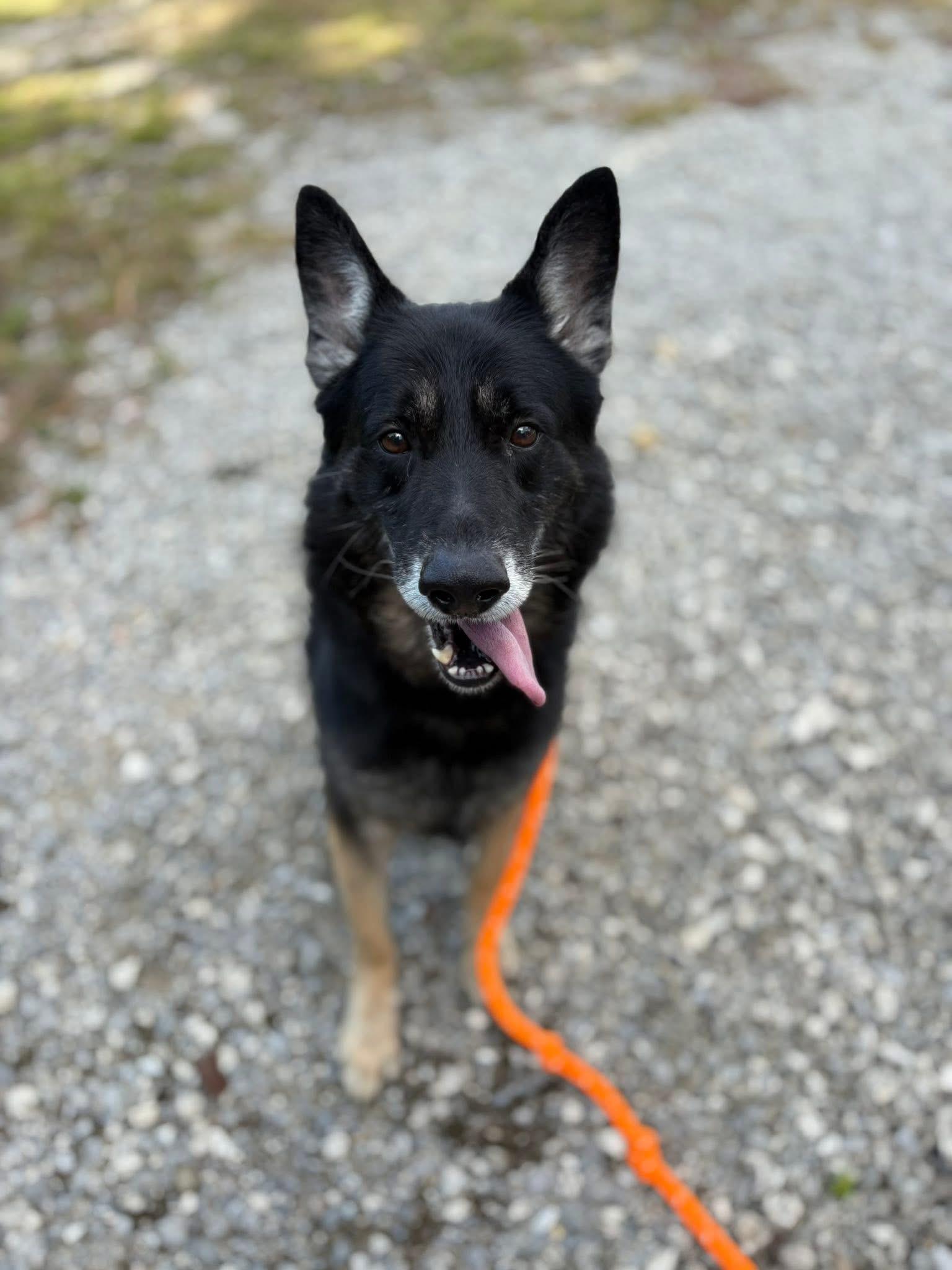 Enlarge Whitman, a Adopted mixed breed in Youngstown, OH image 4/4