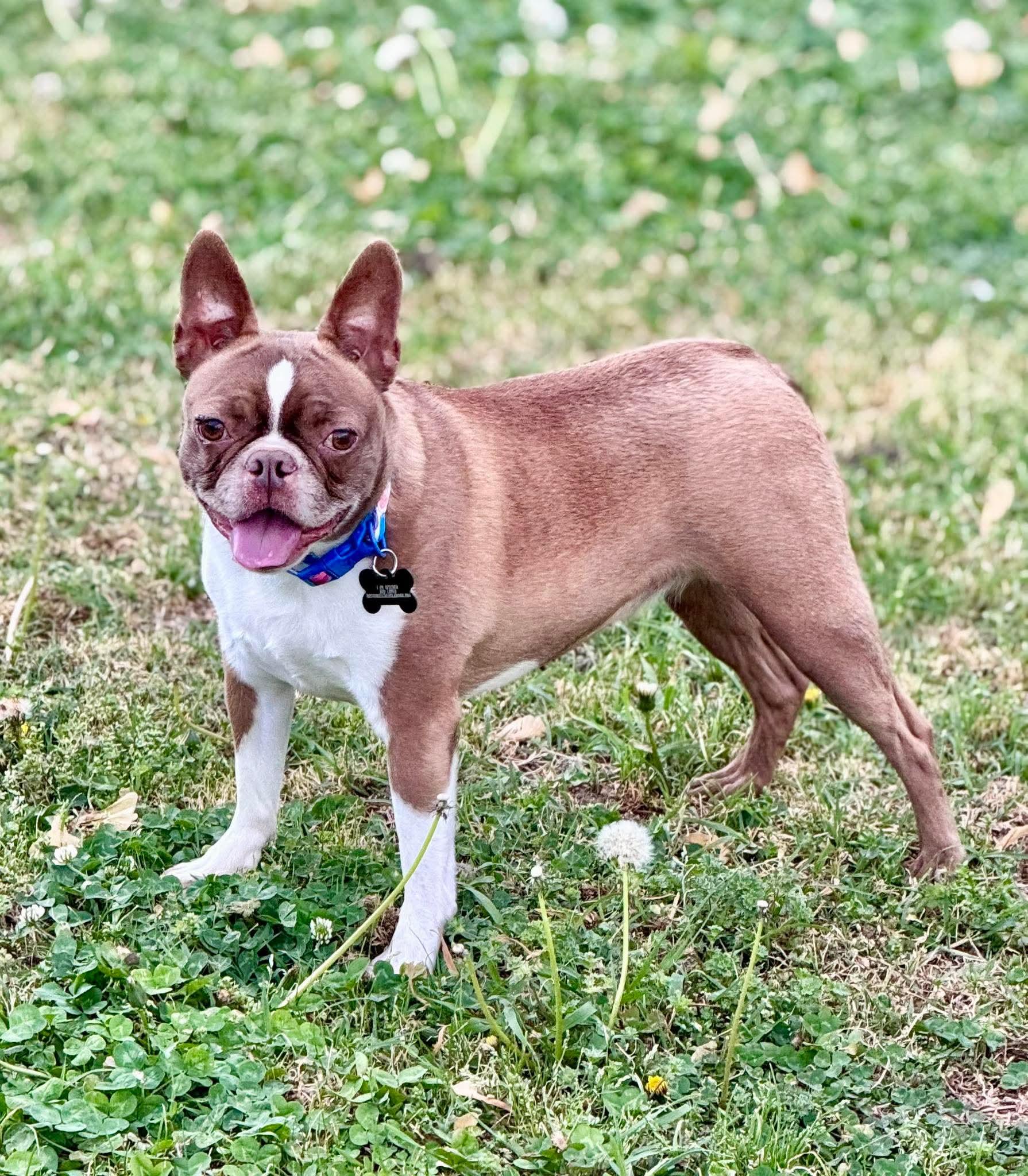 Enlarge Peaches Rose, a Adoptable Boston Terrier in Muskogee, OK image 1/1