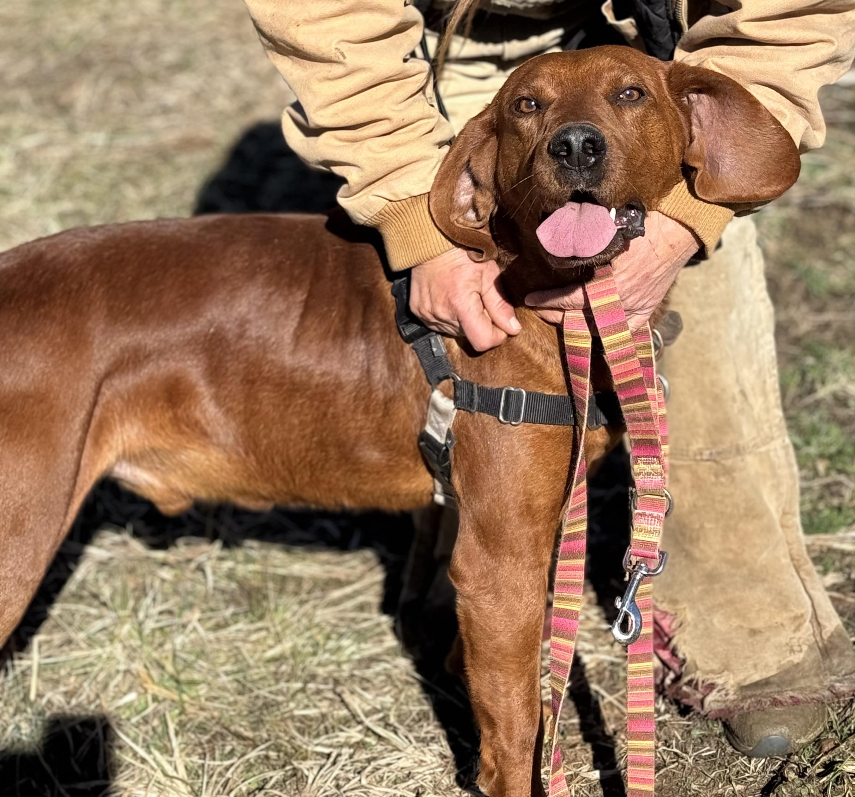 Hot Cheeto thumbnail 4