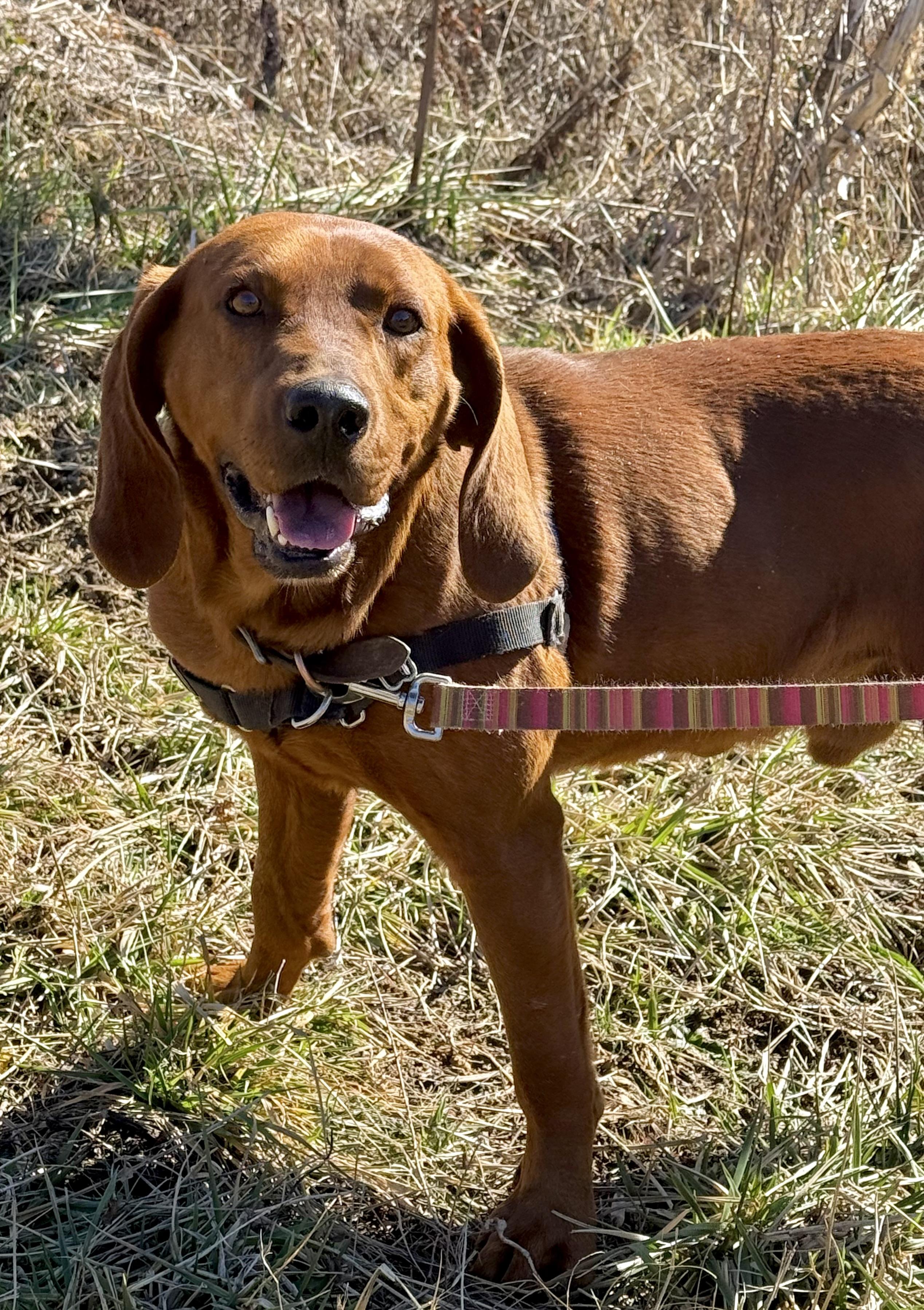 Hot Cheeto, ADOPTABLE, Adult Male Redbone Coonhound.