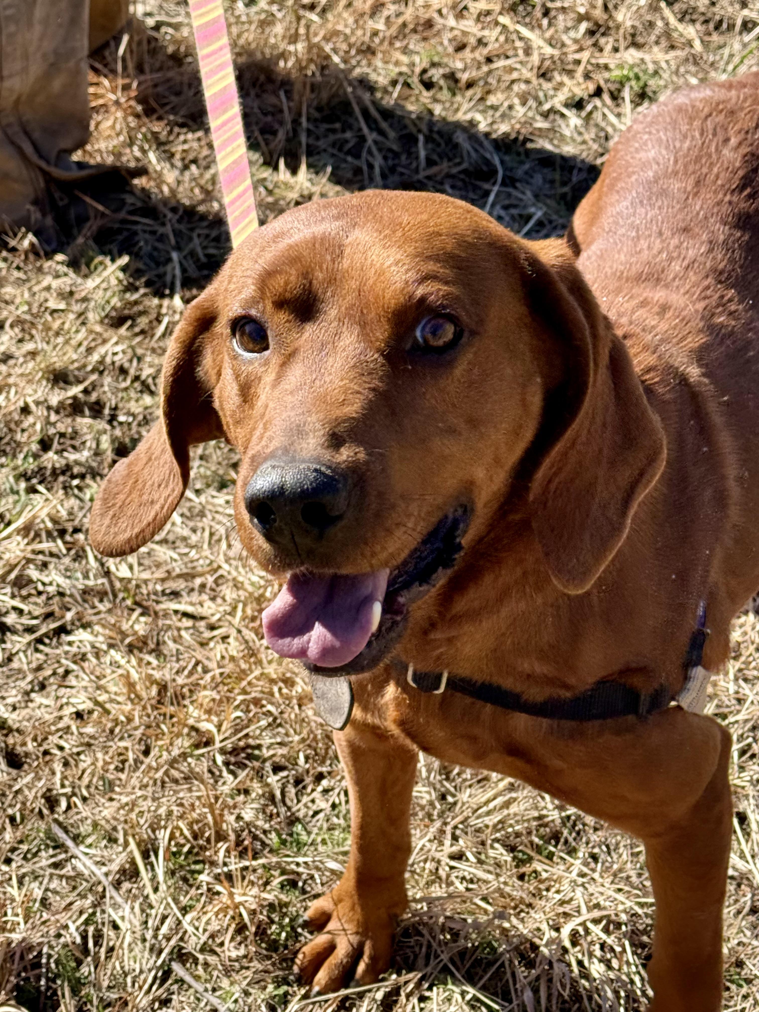 Hot Cheeto thumbnail 6