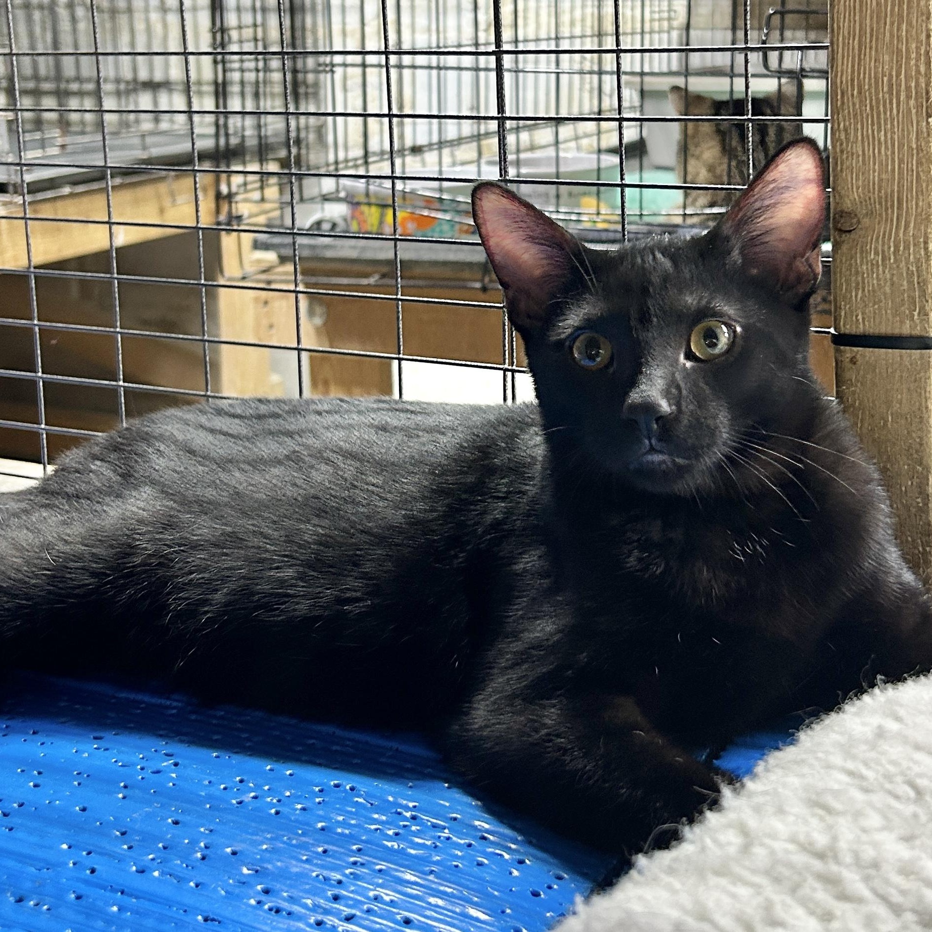 Benson, Adoptable, Kitten Male Domestic Short Hair.