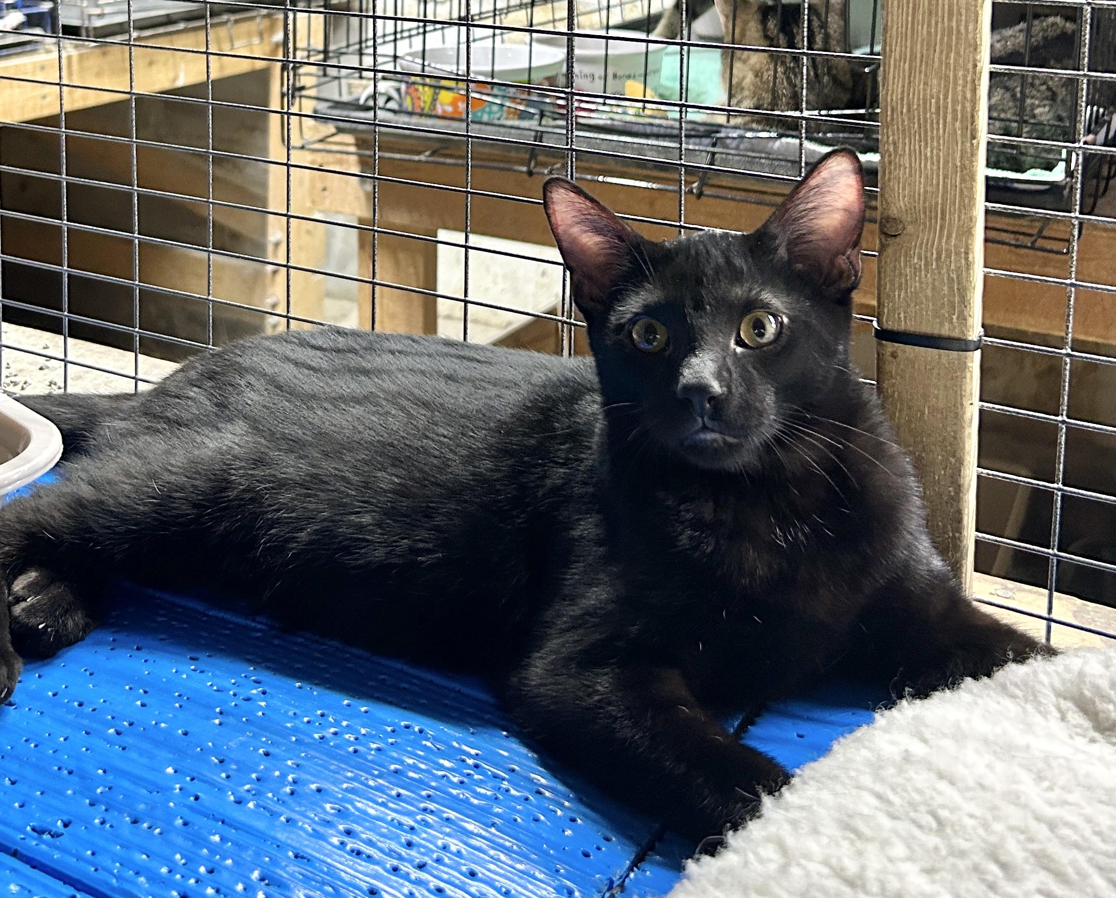 Enlarge Benson, a Adoptable Domestic Short Hair in Avon, OH image 3/3