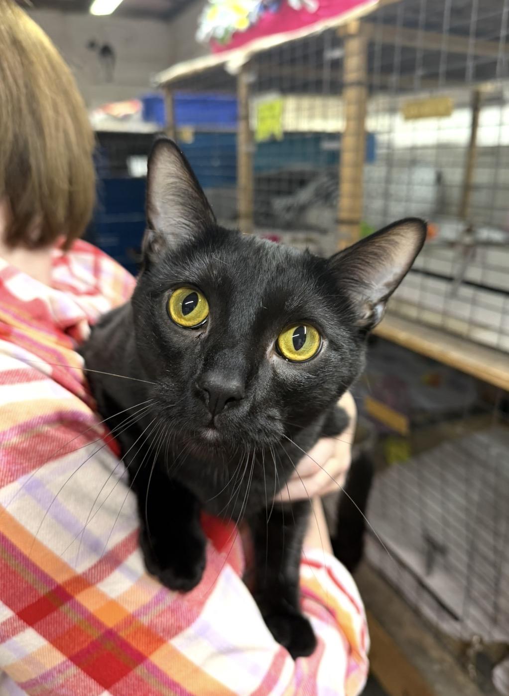 Benson, Adoptable, Young Male Domestic Short Hair.