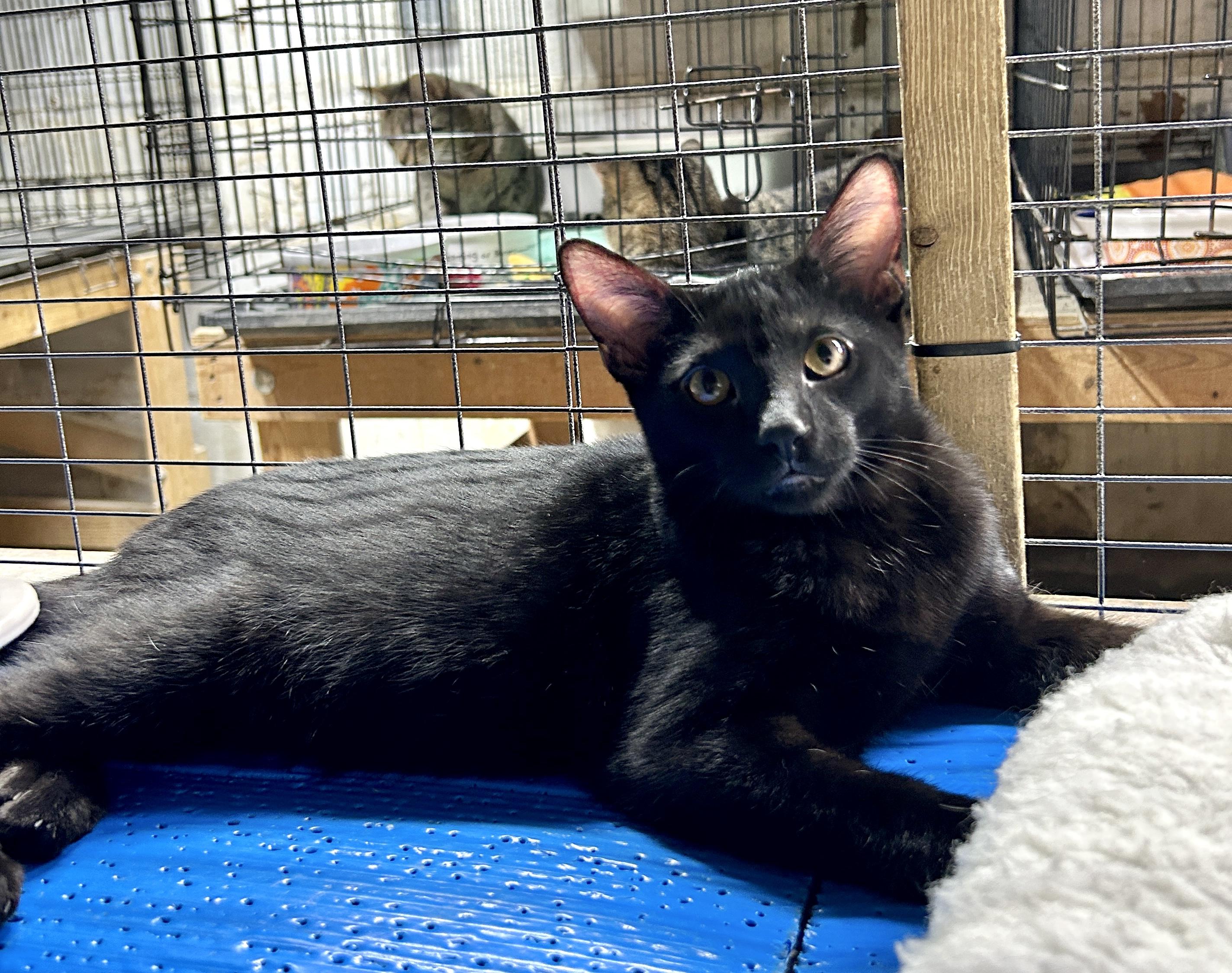 Enlarge Benson, a Adoptable Domestic Short Hair in Avon, OH image 2/3