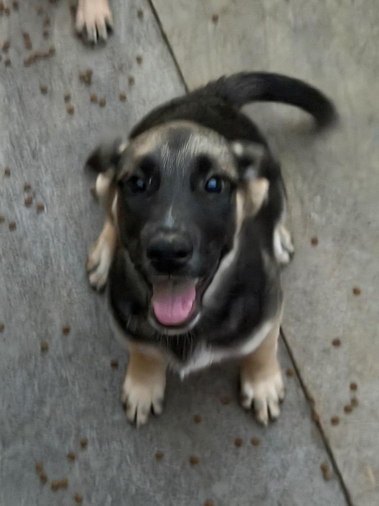 Enlarge Desi, a Adoptable mixed breed in Fort Lupton, CO image 1/2