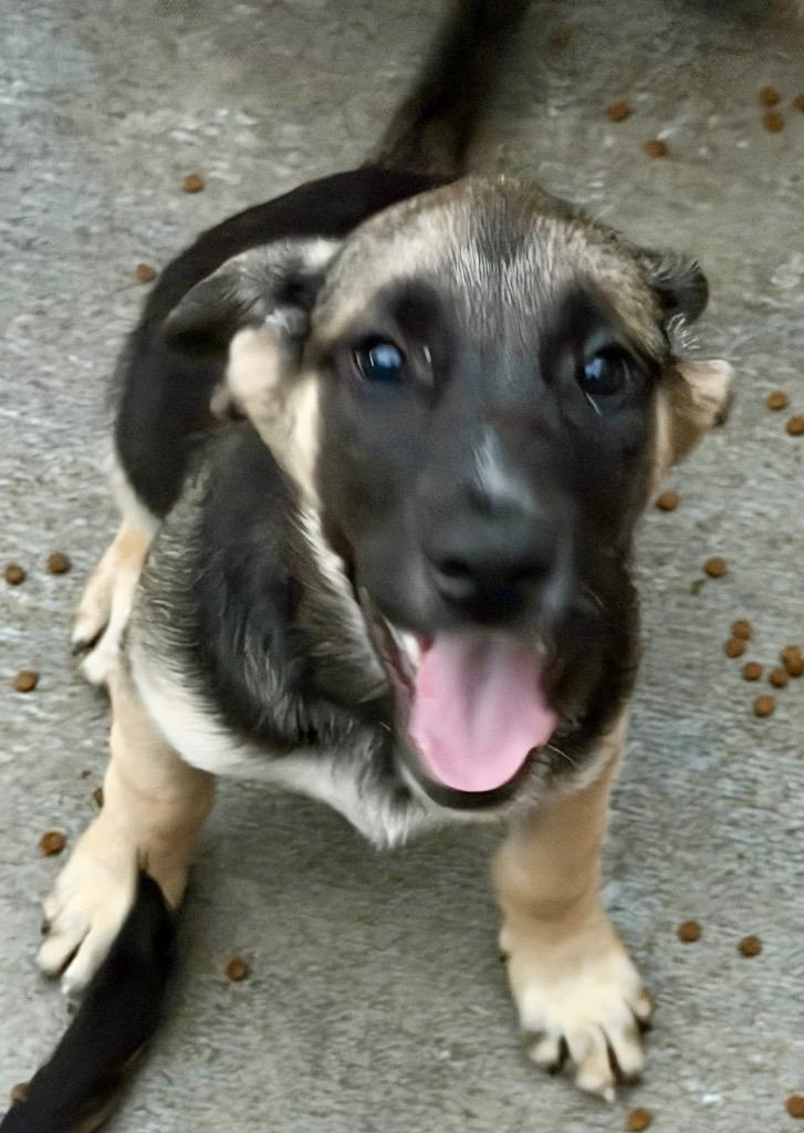 Enlarge Desi, a Adoptable mixed breed in Fort Lupton, CO image 2/2