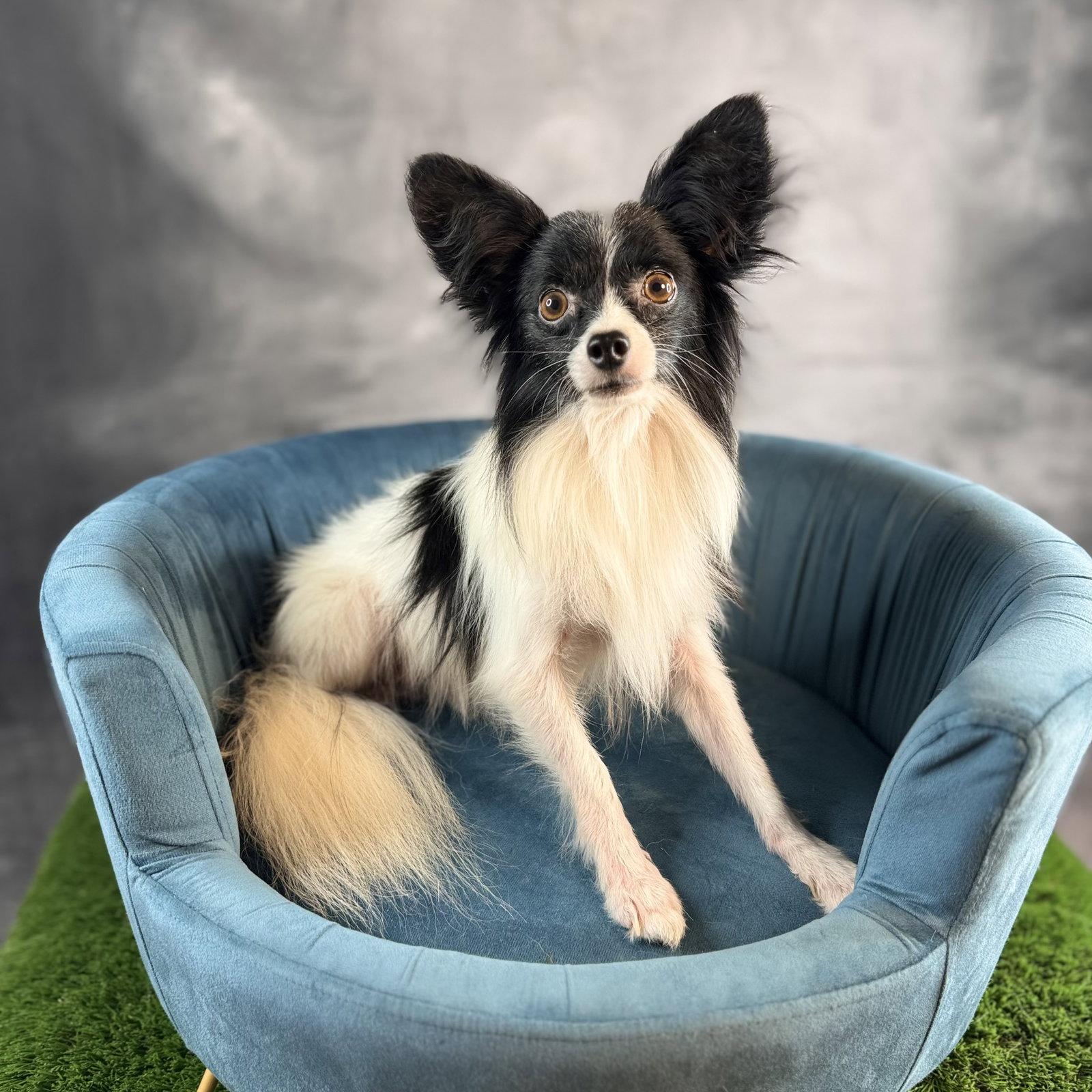 Enlarge Gunner, a Adoptable Papillon in Garland, TX image 1/1