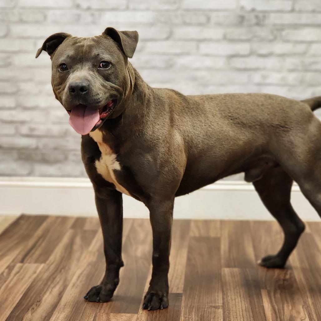 Snoop, Adoptable, Adult Male Terrier & Mixed Breed.