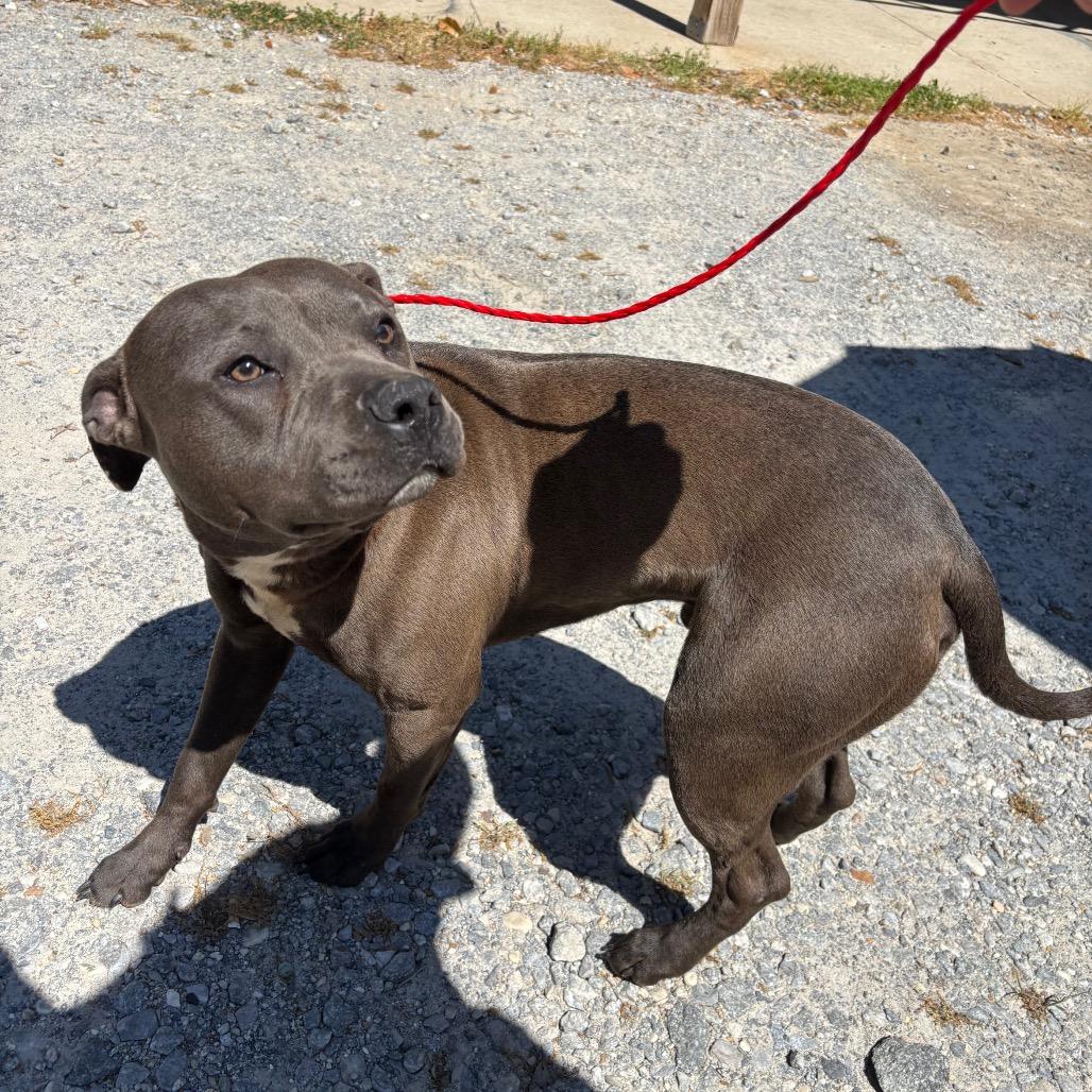 Snoop, a Adoptable mixed breed in Montgomery, AL image 2/2