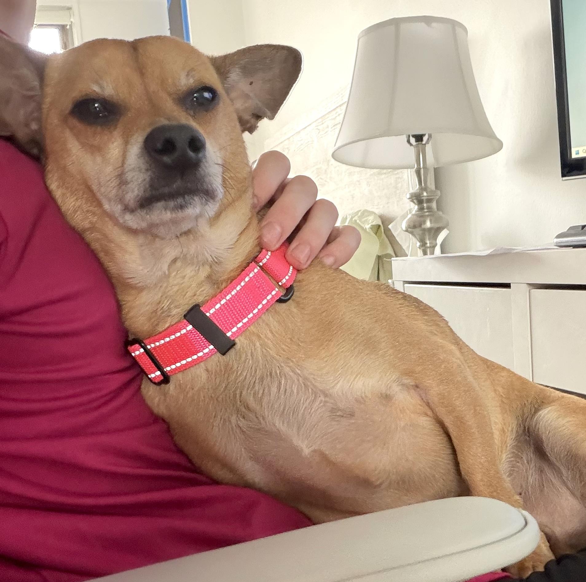 Enlarge Billings, a ADOPTABLE mixed breed in Brooklyn, NY image 6/6