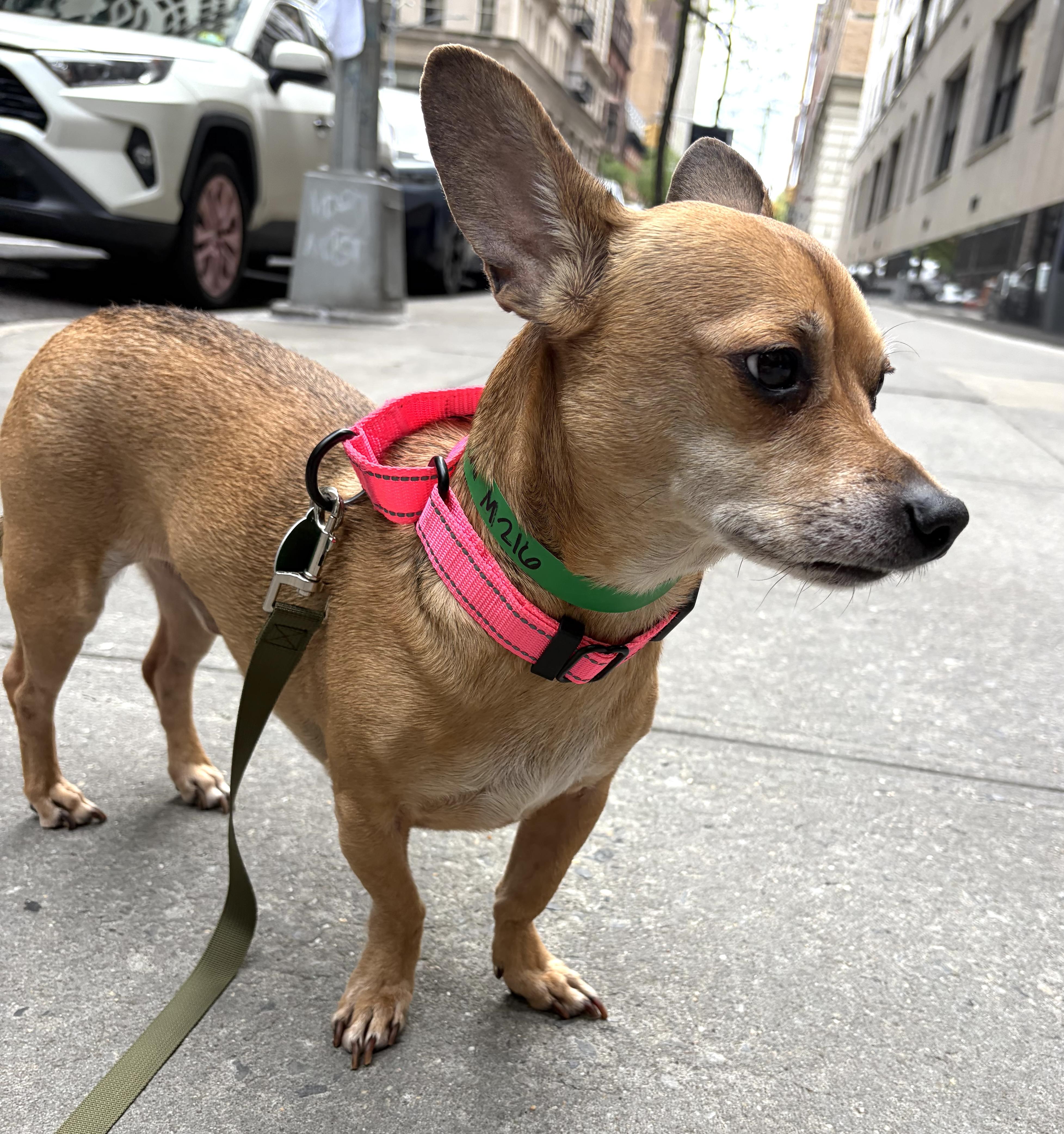 Enlarge Billings, a ADOPTABLE mixed breed in Brooklyn, NY image 3/6