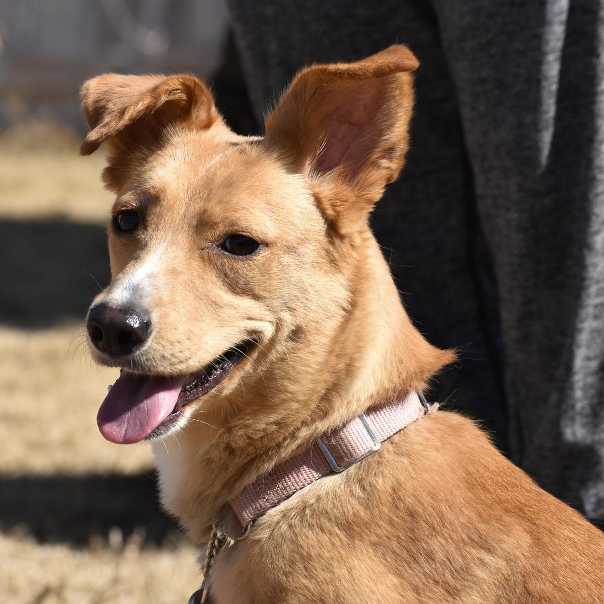 Enlarge Citrine, an adopted mixed breed in Georgetown, TX image 4/6