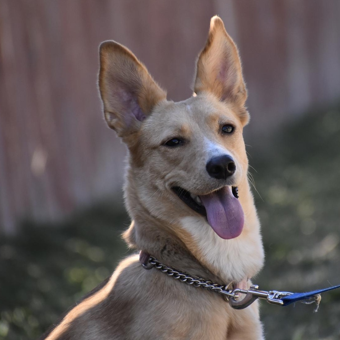 Enlarge Citrine, an adopted mixed breed in Georgetown, TX image 1/6