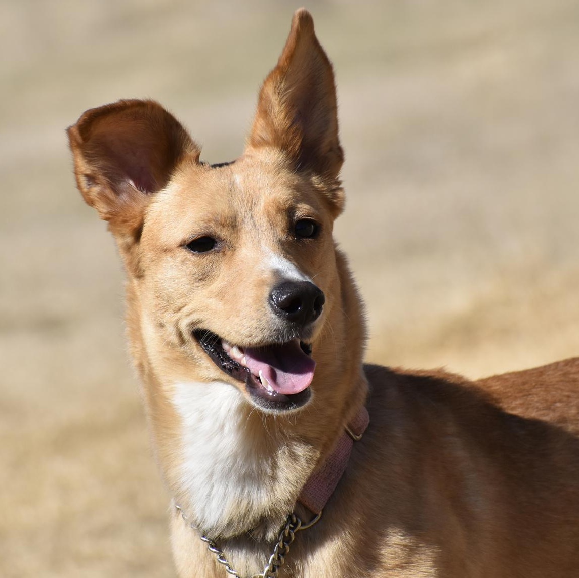 Enlarge Citrine, an adopted mixed breed in Georgetown, TX image 3/6