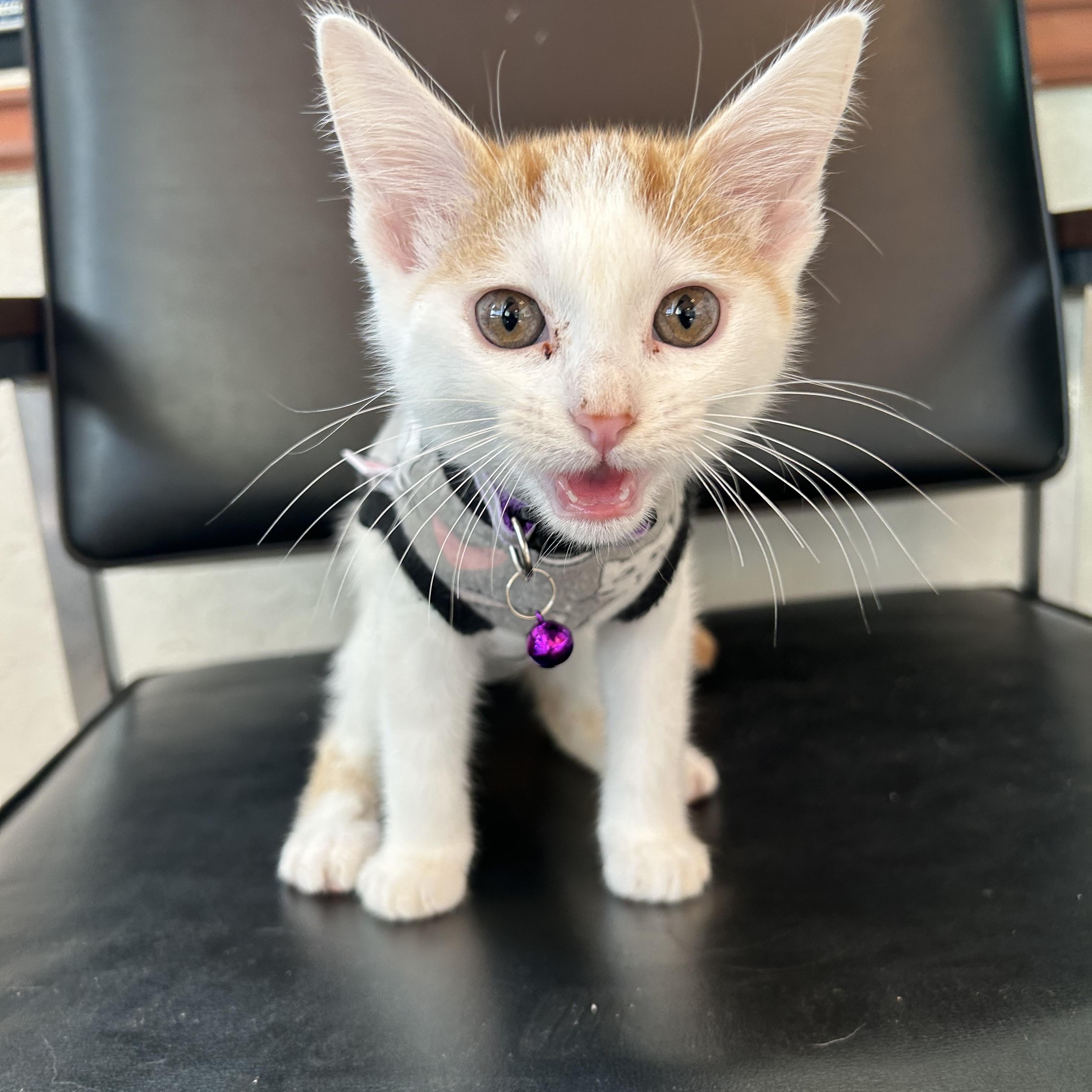 Waffle, ADOPTABLE, Kitten Female Domestic Short Hair.