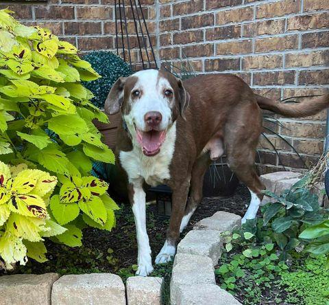 Enlarge Scout, a Adoptable mixed breed in Weatherford, TX image 1/5