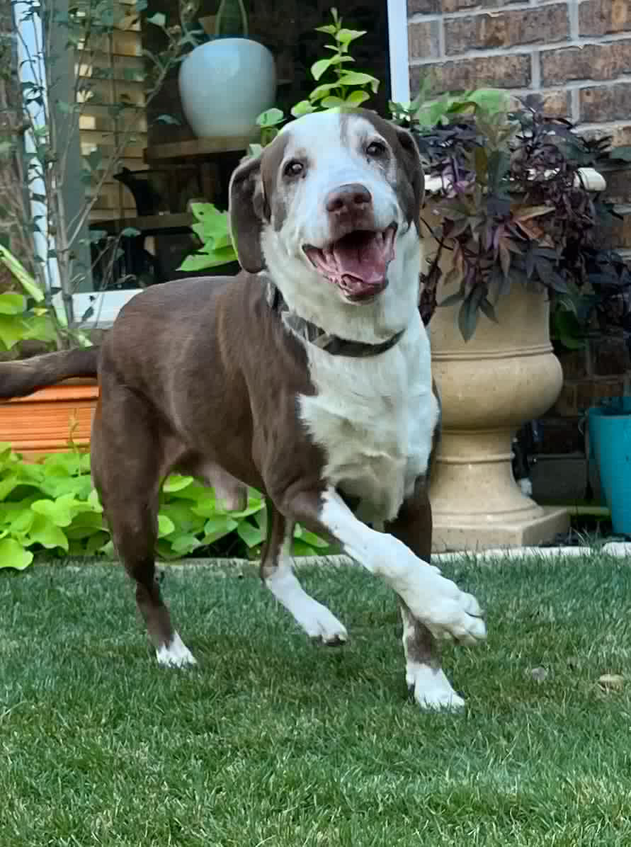 Enlarge Scout, a Adoptable mixed breed in Weatherford, TX image 2/5