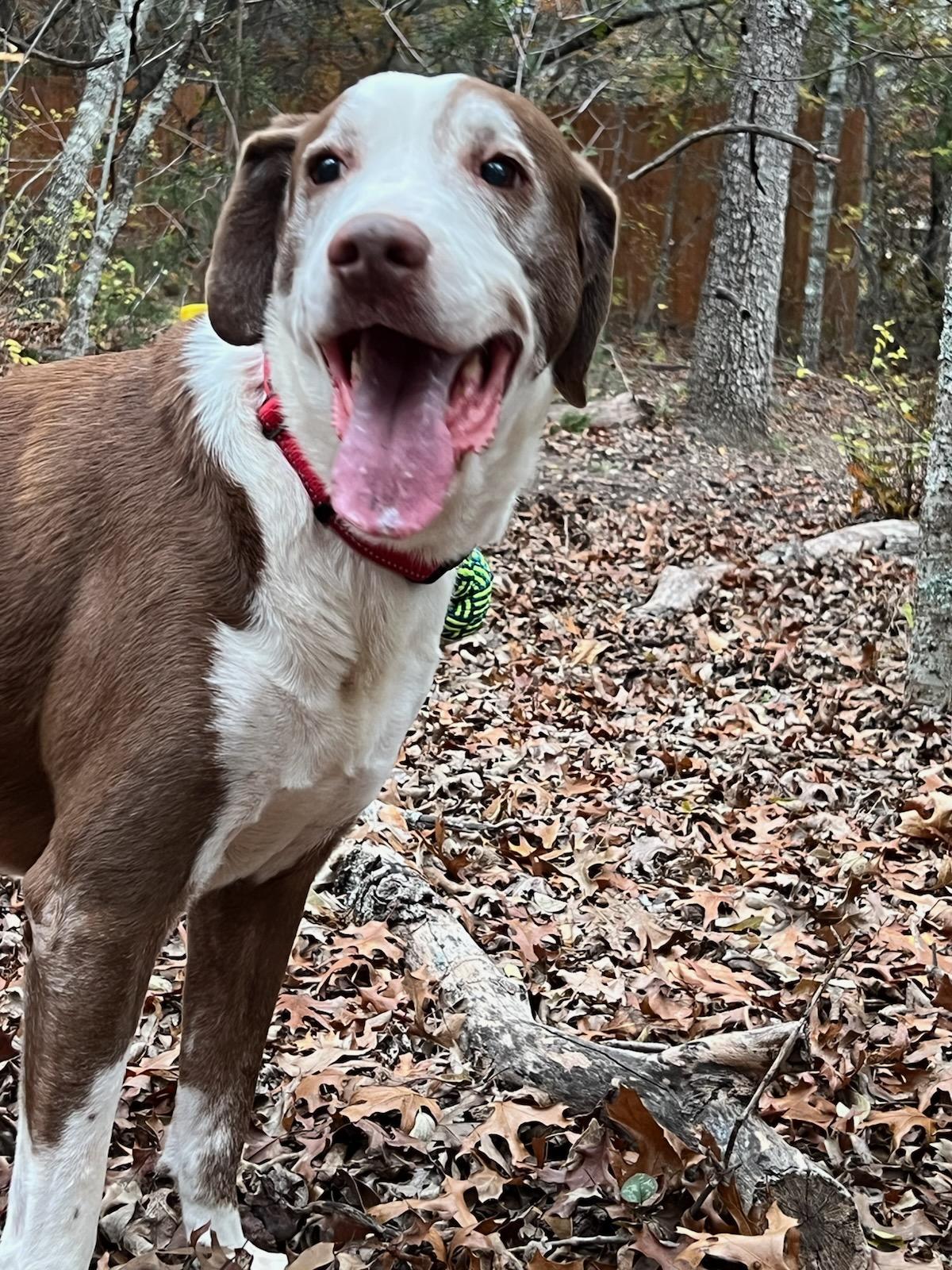Enlarge Scout, a Adoptable mixed breed in Weatherford, TX image 3/5