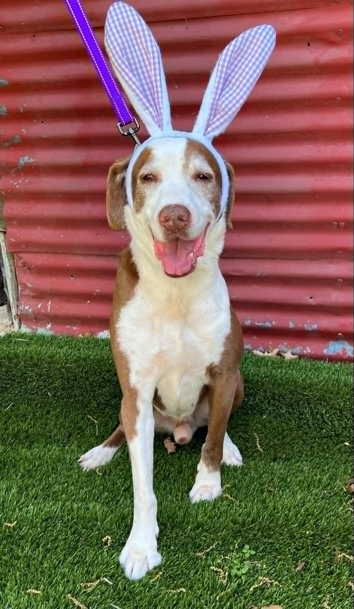 Scout, an adoptable English Pointer, Labrador Retriever in Weatherford, TX, 76086 | Photo Image 4