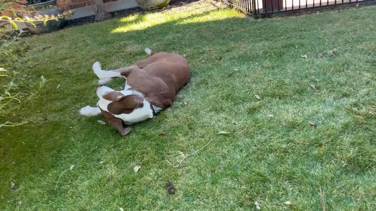 Enlarge Scout, a Adoptable mixed breed in Weatherford, TX video 5/5