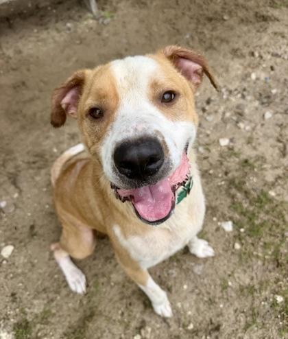 Enlarge Wayne, a ADOPTABLE mixed breed in Inverness, FL image 3/4