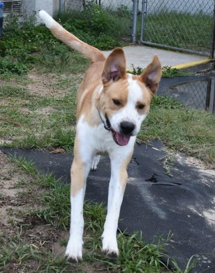 Enlarge Wayne, a ADOPTABLE mixed breed in Inverness, FL image 1/4