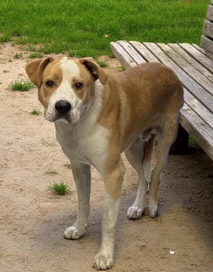 Enlarge Wayne, a ADOPTABLE mixed breed in Inverness, FL image 4/4