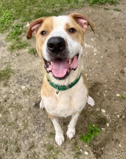 Enlarge Wayne, a ADOPTABLE mixed breed in Inverness, FL image 2/4