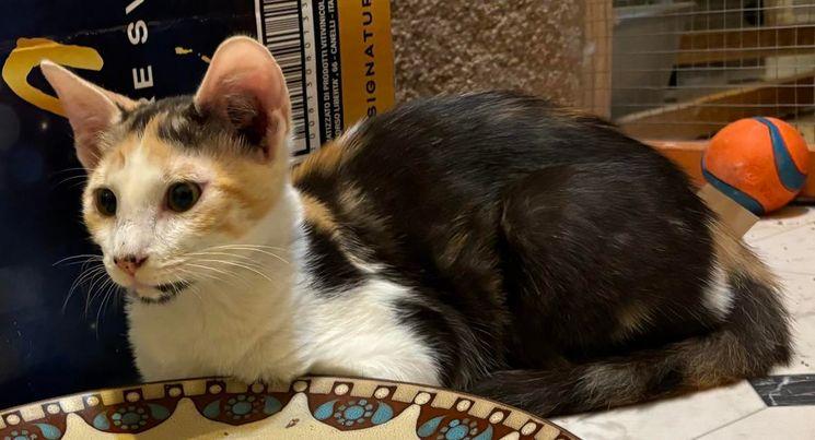 Anastasia Buttercup Napa petco, a Adoptable Calico in Napa, CA image 1/3