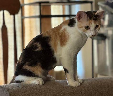 Anastasia Buttercup Napa petco, a Adoptable Calico in Napa, CA image 2/3