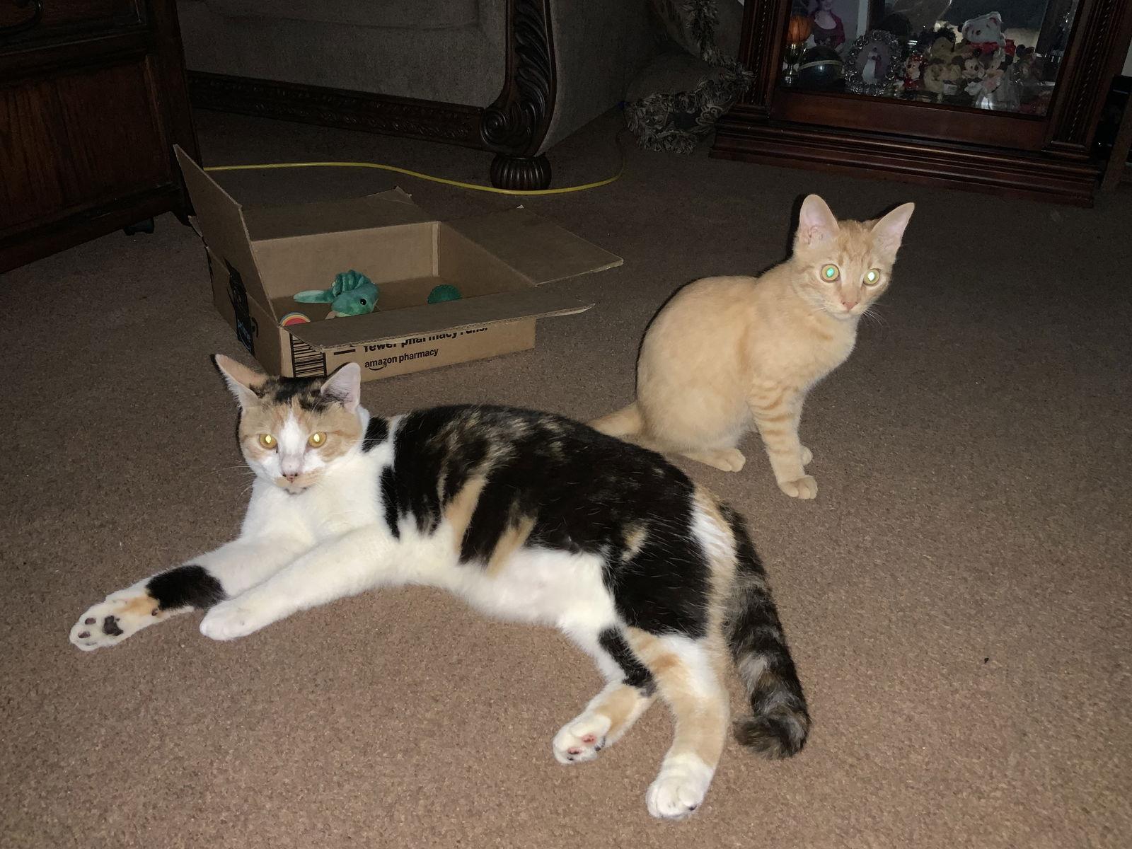 Anastasia Buttercup Napa petco, a Adoptable Calico in Napa, CA image 3/3